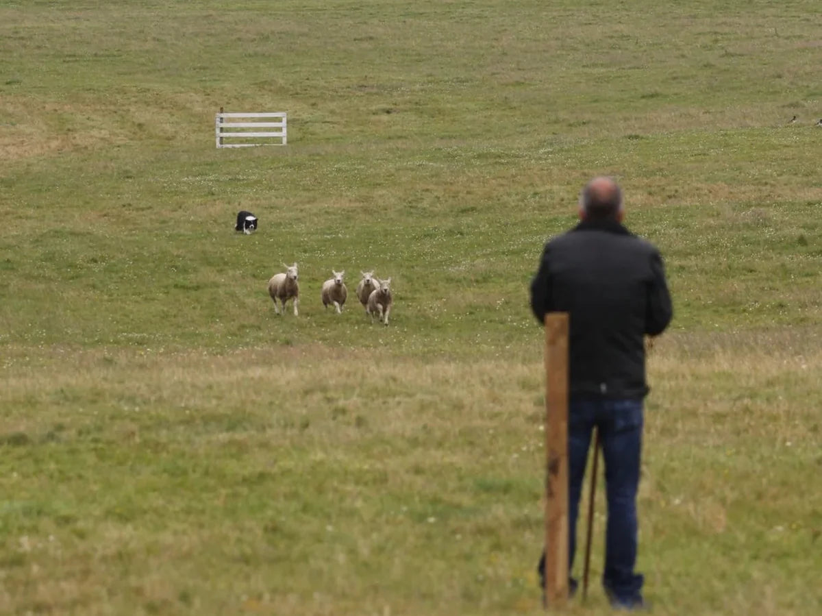 Border collie vallar får med hundförare i bakgrunden