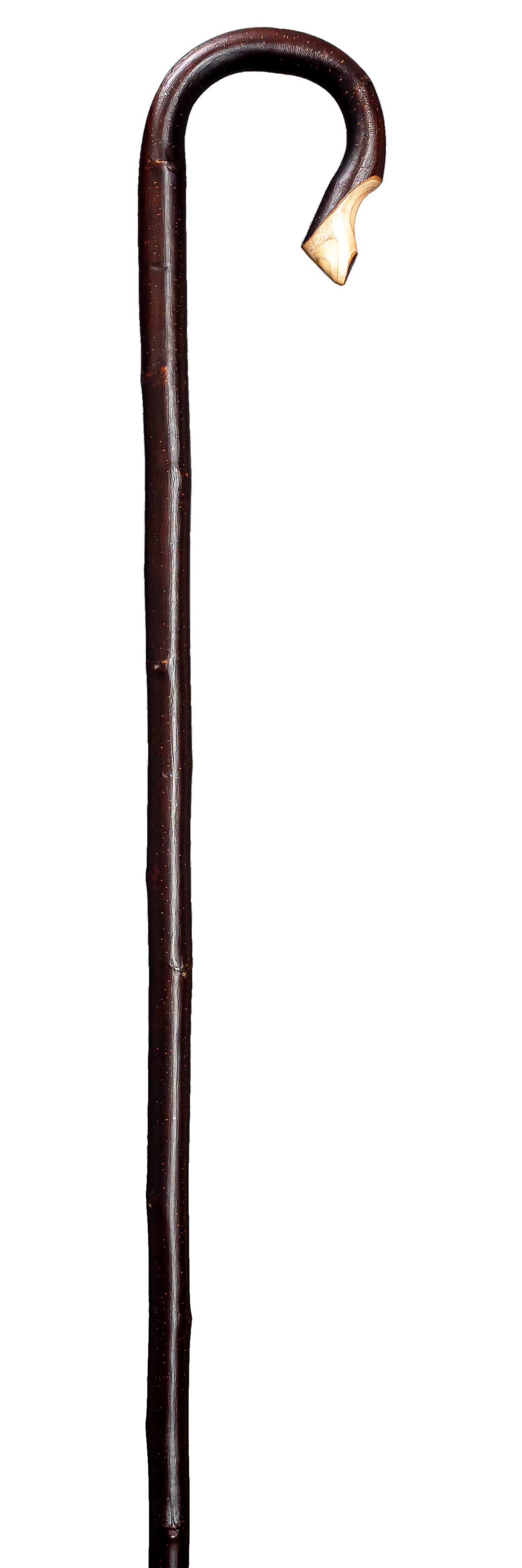 Herdestav kastanj - mörk bark
