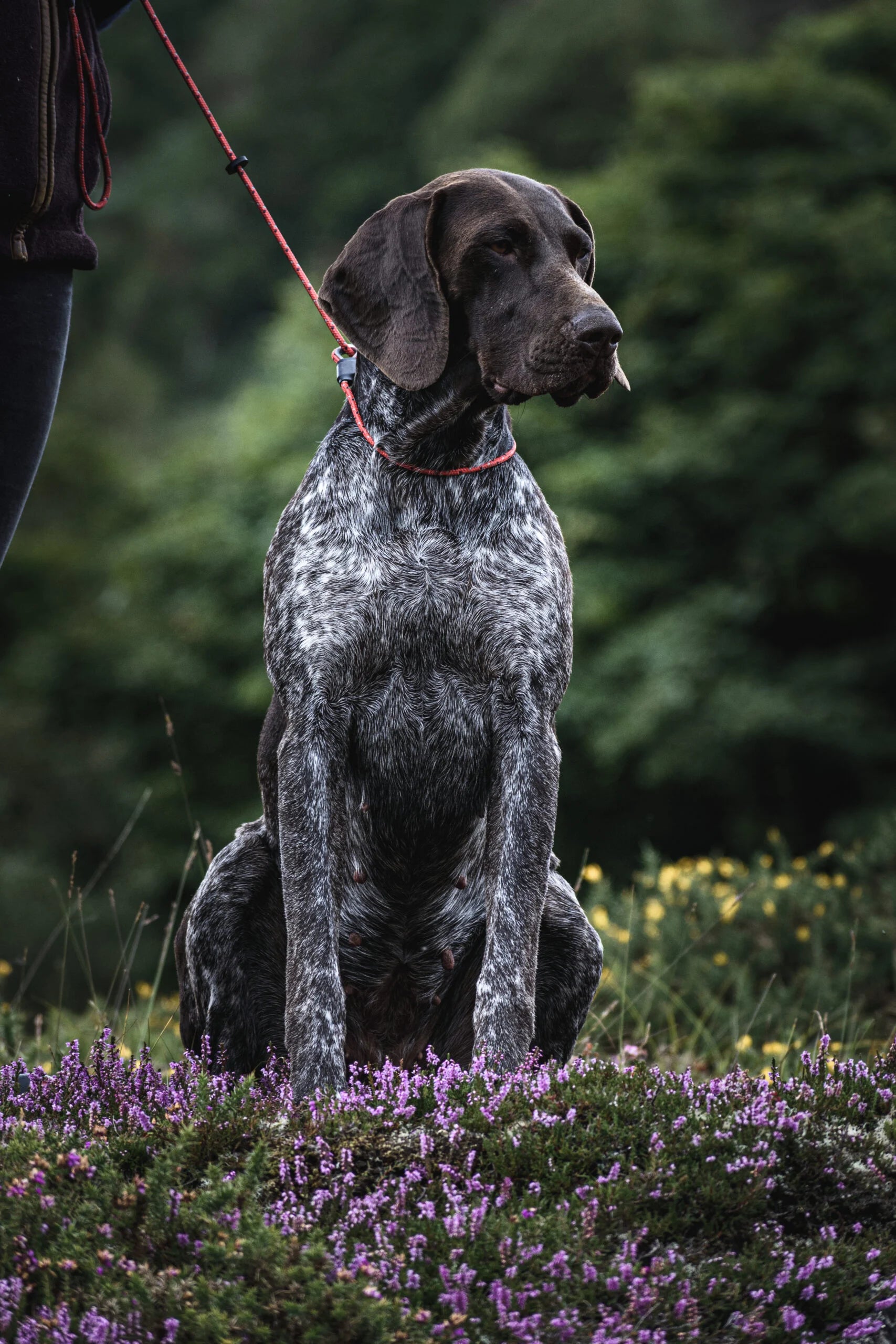 Retrieverkoppel - Field Trial Pro