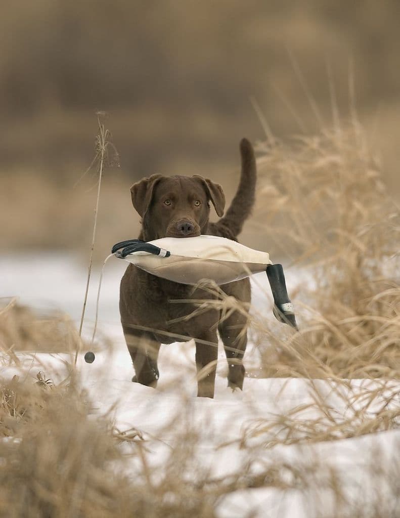 dokken-dead-fowl-trainers-canada-goose-dog-training-dummy-2-121224-p.jpg