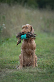 duck_1_large.jpg