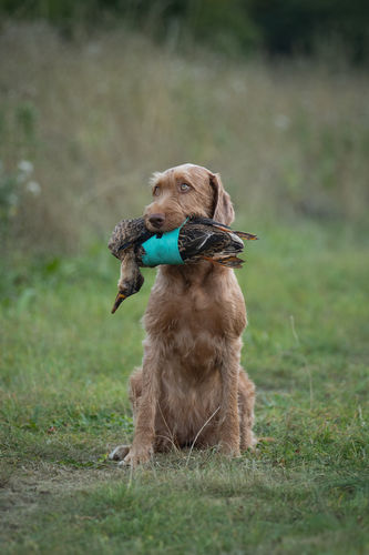 duck_1_large.jpg
