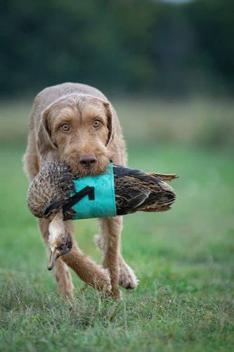duck_2_large.jpg
