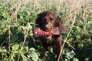 flight_half_pound_action_shot_spaniel_large.jpg