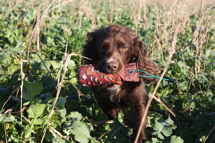 flight_half_pound_action_shot_spaniel_large.jpg
