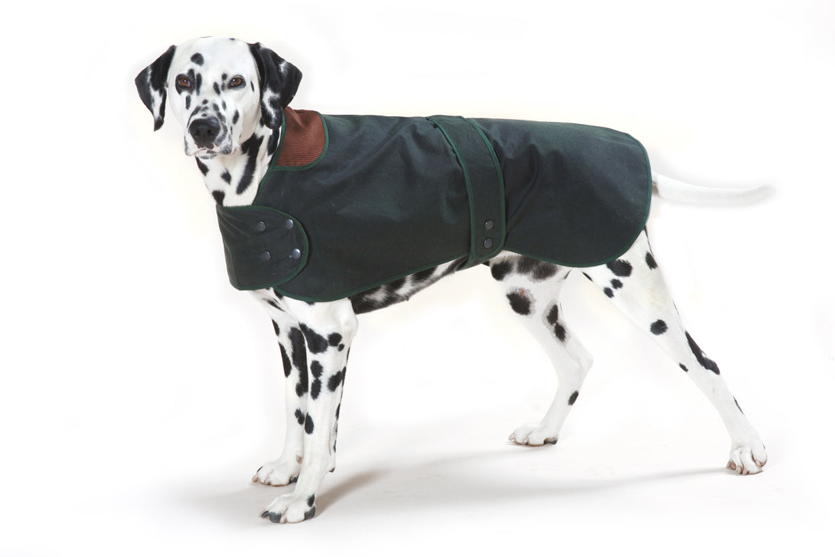 hunter-coat-green-on-dog.jpg