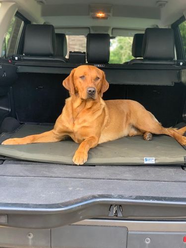 multi_use_dog_bed_-_lab_in_discovery_1_large.jpg