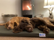 multi_use_dog_bed_-_spaniels_large.jpg
