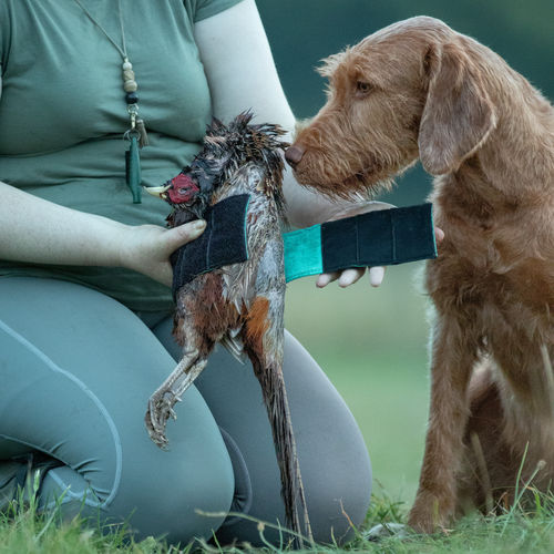pheasant_2_large.jpg