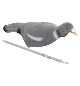pigeon.jpg