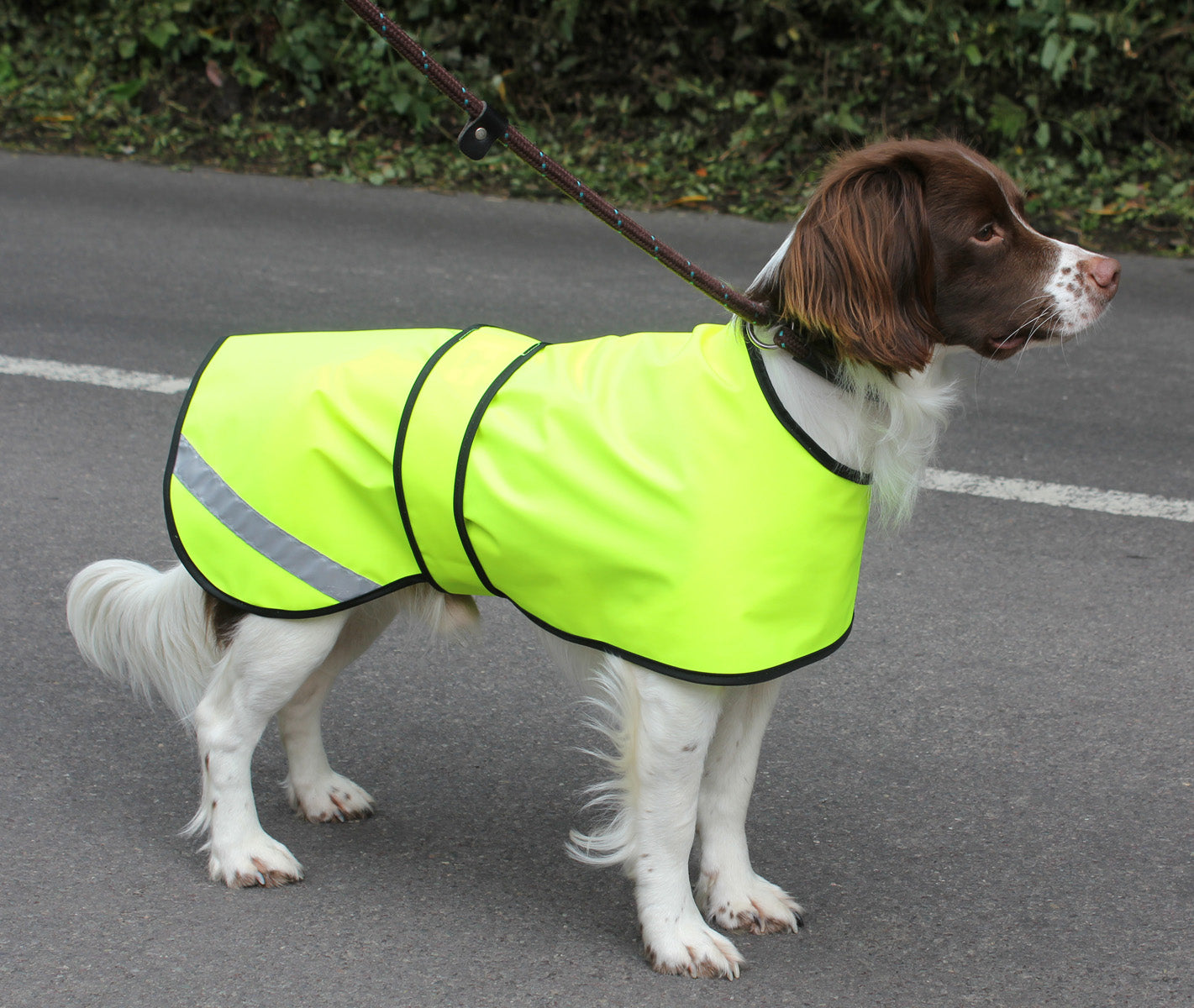 safety-coat-flo-yellow-on-dog-1.jpg
