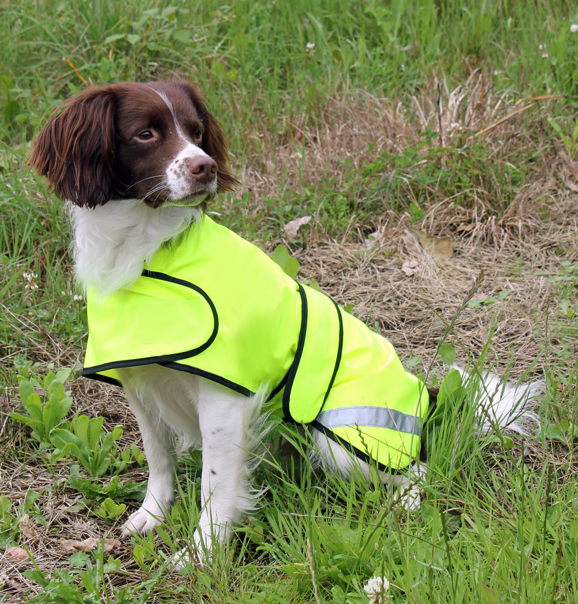 safety-coat-flo-yellow-on-dog-3.jpg