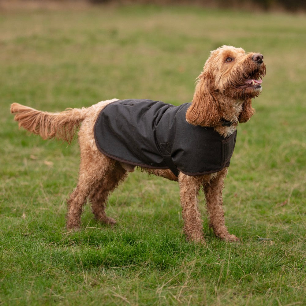 wax-dog-coat-model.jpg